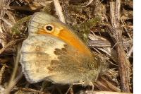 Coenonympha pamphilus