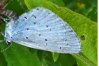 Celastrina argiolus