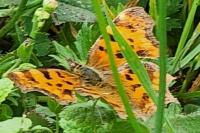 Polygonia c-album