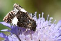 Tyta luctuosa