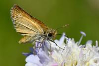 Thymelicus sylvestris