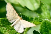 Idaea humiliata