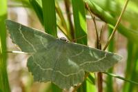 Thalera fimbrialis
