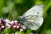 Pieris napi