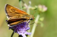 Thymelicus acteon