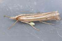 Ancylolomia tentaculella