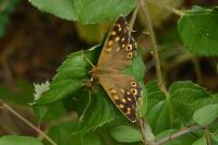 Pararge aegeria