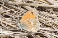 Coenonympha pamphilus