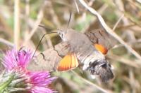 Macroglossum stellatarum