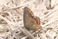 Aricia agestis