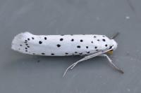 Yponomeuta mahalebella