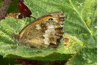 Pyronia tithonus