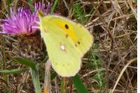 Colias crocea