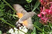 Macroglossum stellatarum