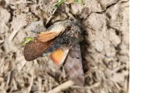 Macroglossum stellatarum