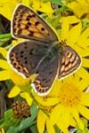 Lycaena tityrus