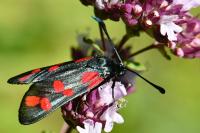 Zygaena filipendulae