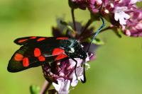 Zygaena filipendulae