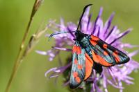 Zygaena filipendulae