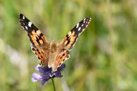 Vanessa cardui