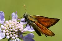 Thymelicus sylvestris