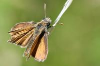 Thymelicus sylvestris