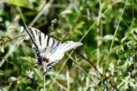 Iphiclides podalirius