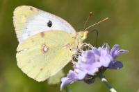Colias alfacariensis