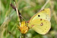 Colias alfacariensis