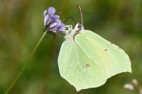 Gonepteryx rhamni