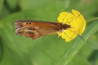 Pyronia tithonus