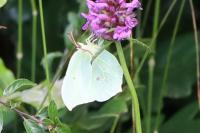 Gonepteryx rhamni