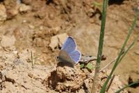 Celastrina argiolus