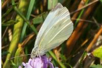 Pieris rapae