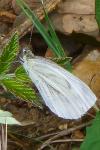 Pieris napi