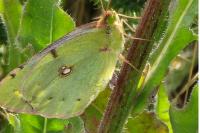 Colias crocea