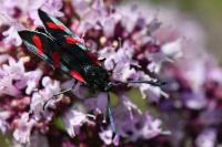 Zygaena filipendulae