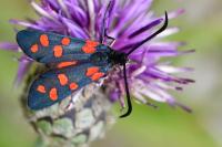 Zygaena transalpina