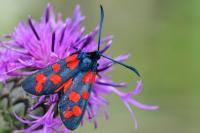 Zygaena transalpina