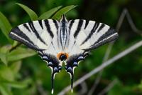 Iphiclides podalirius