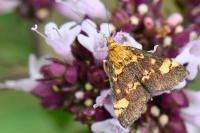 Pyrausta aurata