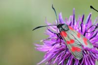 Zygaena filipendulae