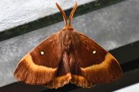 Lasiocampa quercus