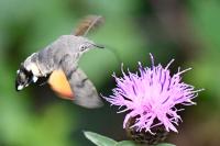 Macroglossum stellatarum