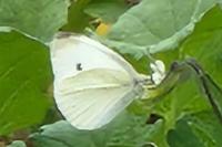 Pieris rapae