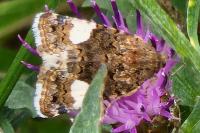 Tyta luctuosa