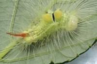 Orgyia antiqua