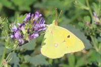 Colias crocea