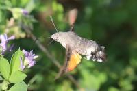 Macroglossum stellatarum