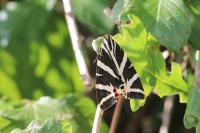 Euplagia quadripunctaria